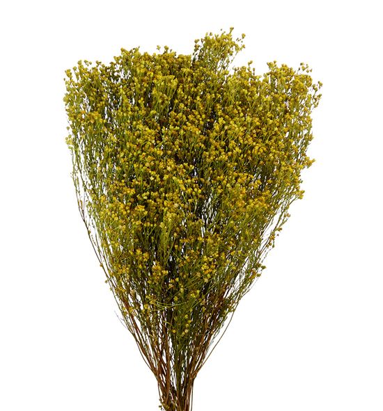 Broom bloom seco natural - BROSECNAT