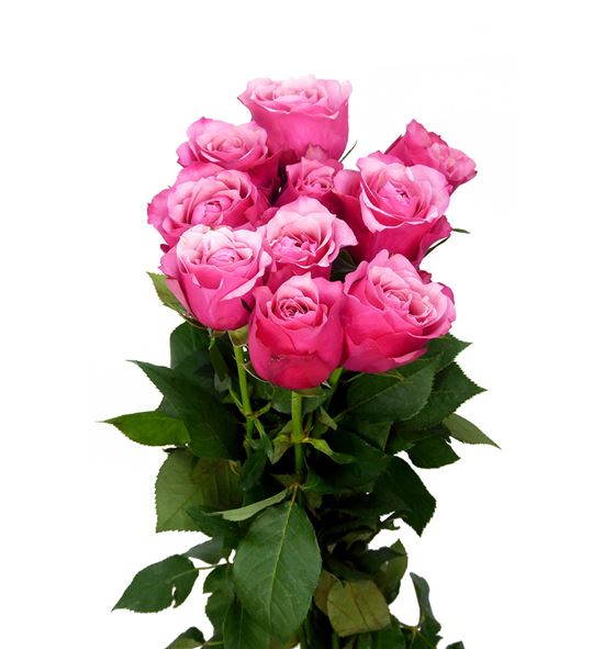 Rosa hol. florentina 50 - RGRFLOR