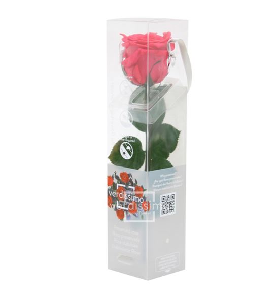 Rosa amorosa preservada mini prz/2490 - PRZ2490-05-ROSA-TALLO-MINI
