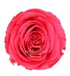 Rosa amorosa preservada mini prz/2490 - PRZ1490-01-ROSA-TALLO-STANDARD