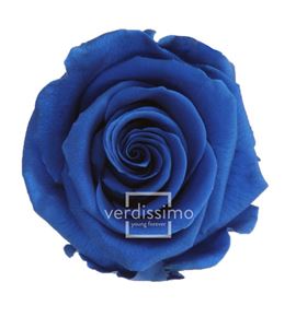 Rosa amorosa preservada mini prz/2630 - PRZ2630-05-ROSA-TALLO-MINI