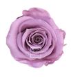 Rosa amorosa preservada mini prz/2830 - PRZ1830-01-ROSA-TALLO-STANDARD