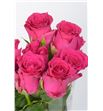 Rosa hol. pink rhodos 60 - RGRPINRHO1