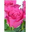 Rosa hol. pink rhodos 60 - RGRPINRHO2
