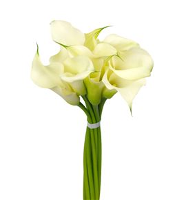 Cala captain ventura 65 - ZANCAPVEN