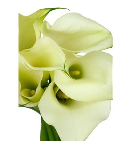 Cala captain ventura 65 - ZANCAPVEN