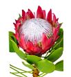Protea cynaroides madiba 60 - PROCYN