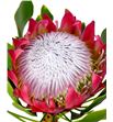 Protea cynaroides madiba 60 - PROCYN2