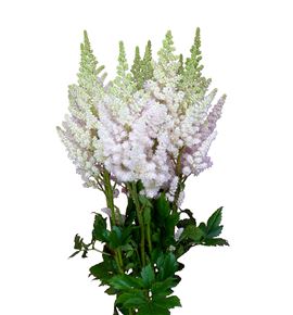 Astilbe vision inferno 50 - ASTVISINF
