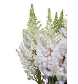Astilbe vision inferno 50 - ASTVISINF
