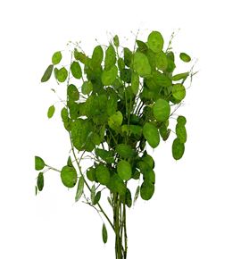 Lunaria ann paarse 60 - LUNANNPAA