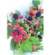 Rubus chester 40 - RUBCHE