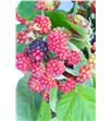 Rubus chester 40 - RUBCHE1