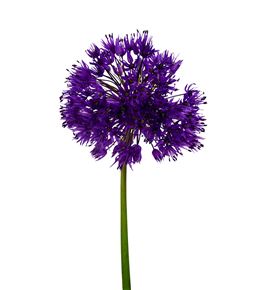 Allium purple sensation 70 - ALLPURSEN