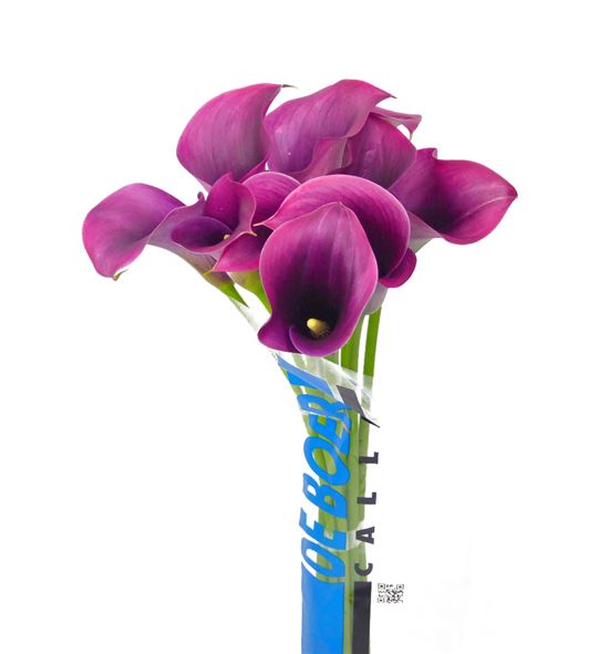 Cala captain promise 70 - ZANCAPPRO