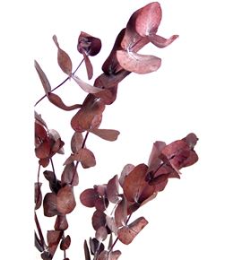 Eucaliptus preservado cinera rojo - EUCPRECINROJ