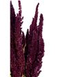 Amaranthus seco rojo - AMASECROJ1