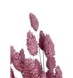 Phalaris pink misty - PHAPINMIS1