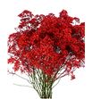Paniculata rojo - GYPROJ