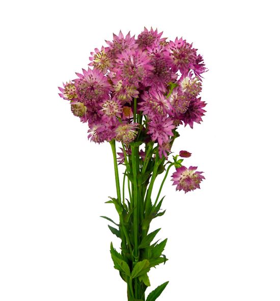 Astrantia rosa lee 60 - ASTROSLEE