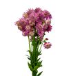 Astrantia rosa lee 60 - ASTROSLEE