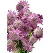 Astrantia rosa lee 60 - ASTROSLEE1