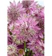 Astrantia rosa lee 60 - ASTROSLEE2