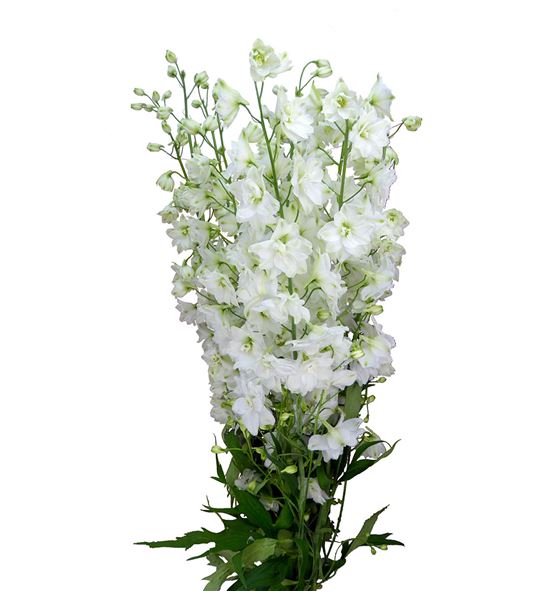 Delphinium ariel white 100 - DELARIWHI