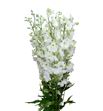 Delphinium ariel white 100 - DELARIWHI