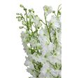 Delphinium ariel white 100 - DELARIWHI1