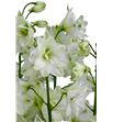 Delphinium ariel white 100 - DELARIWHI2