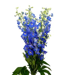 Delphinium candle blue shades 80 - DELCANBLUSHA