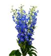 Delphinium candle blue shades 80 - DELCANBLUSHA