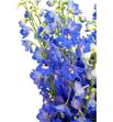 Delphinium candle blue shades 80 - DELCANBLUSHA1