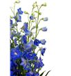 Delphinium candle blue shades 80 - DELCANBLUSHA2