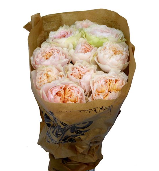 Rosa hol victorian bride 40 - RGRVICBRI