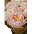 Rosa hol victorian bride 40 - RGRVICBRI2