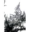 Esparraguera plumosa preservada - ESPPLUPRE1