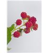 Rubus chester 60 - RUBCHE2