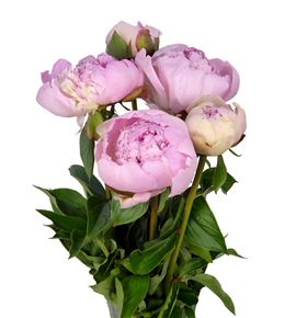 Paeonia angel cheeks x5 50 - PAEANGCHE
