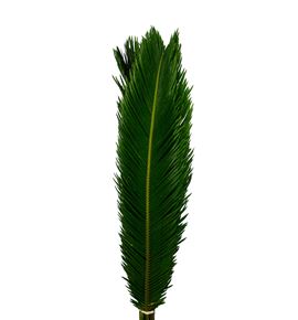 Cyca revolution 70 - CYCREV