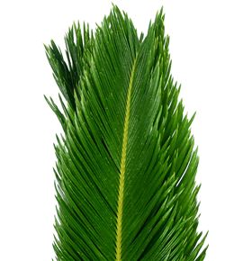 Cyca revolution 70 - CYCREV