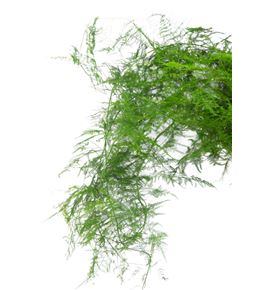 Esparraguera plumosa 65 50t - ESPPLU