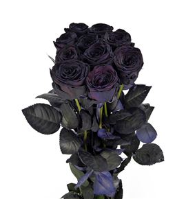 Rosa hol negra 70 - RGRNEG