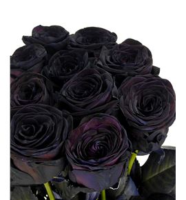Rosa hol negra 70 - RGRNEG