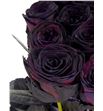 Rosa hol negra 70 - RGRNEG2