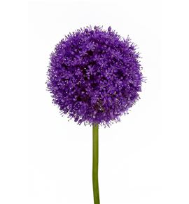 Allium giganteum 80 - ALLGIG