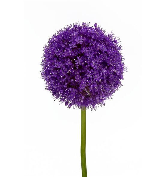 Allium giganteum 80 - ALLGIG
