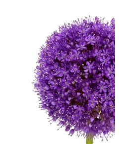 Allium giganteum 80 - ALLGIG