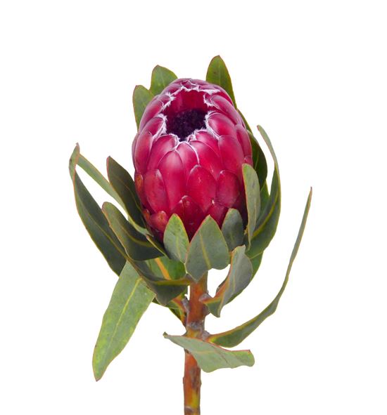 Protea red sensation 60 - PROREDSEN